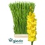 product/img.floraplaza.nl/LGLADBV-LIVE_fotos-0x08E35ABE83FD7A6BFB0091C801DD9F6D67A36066.jpg