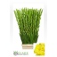 product/img.floraplaza.nl/LGLADBV-LIVE_fotos-0x4B75326DDFB4FAA5BE32120DDAD6DABDAB74272A.jpg