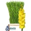 product/img.floraplaza.nl/LGLADBV-LIVE_fotos-0x656C9EDD8B82E9ED4A9969641CE6B6AB86AA6643.jpg