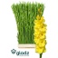 product/img.floraplaza.nl/LGLADBV-LIVE_fotos-0xA1807BD4B6355F7F5C1AEF76B316337D82EC0388.jpg