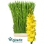 product/img.floraplaza.nl/LGLADBV-LIVE_fotos-0xF0C909C17E9434CE4A39A106A897FB238CE01558.jpg
