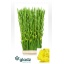 product/img.floraplaza.nl/LGLADBV-LIVE_fotos-0xF7540881409D804B136BD2E8FC82D1934049EDBC.jpg