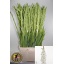 product/img.floraplaza.nl/LGLAESS-LIVE_fotos-0x2C1EED7ECC965B351C6CC76D4B21639D10F8CAD2.jpg