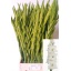 product/img.floraplaza.nl/LGLAESS-LIVE_fotos-0x7DF35C0EE4AB0374F08305CFF509EE5D1D8B9DC6.jpg