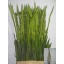 product/img.floraplaza.nl/LGLAESS-LIVE_fotos-0xB9A70B6AB0DAAB2E24EC57F162360F7DEE54B147.jpg