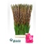 product/img.floraplaza.nl/LGLAFAIP-LIVE_fotos-0x1C9DE98CFEF9E5A3546F9736D014628CB1155E7E.jpg