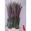 product/img.floraplaza.nl/LGLAFAIP-LIVE_fotos-0x85B2CCA67AB0D9CC9D175AC6A01976ECED64CF66.jpg