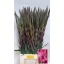 product/img.floraplaza.nl/LGLAFAIP-LIVE_fotos-0xAB07389A931CC171ED931942813CD08E6A9BB86F.jpg
