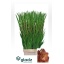 product/img.floraplaza.nl/LGLAINDS-LIVE_fotos-0xD1B83CD615E3A6F1A950BA7377D6A09F53AE0F3F.jpg