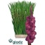 product/img.floraplaza.nl/LGLAINDS-LIVE_fotos-0xD28729A8926D66661DF9B30E4921FE89ACC7255B.jpg