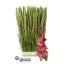 product/img.floraplaza.nl/LGLAINDS-LIVE_fotos-0xEC0B9C3B049C01164919BF2BE920E2DCE04A0830.jpg
