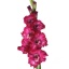 product/img.floraplaza.nl/LGLAKINR-LIVE_fotos-0x3F903EE7CCD3E80E4108800F430FA9624FD465A3.jpg