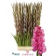 product/img.floraplaza.nl/LGLAKINR-LIVE_fotos-0x7653F15F82480F7036FF749F5E8ECE68042BC70D.jpg