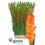 product/img.floraplaza.nl/LGLALIVO-LIVE_fotos-0x4E7F3DD3835431CB3ED3C7FFB69AEFA8957FAF98.jpg