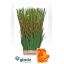 product/img.floraplaza.nl/LGLALIVO-LIVE_fotos-0xD6BD1C7432E31B77924BAFD98B59AE72F045DB0E.jpg