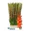 product/img.floraplaza.nl/LGLALIVO-LIVE_fotos-0xFAC3431AE2588832CB9AF528BCCBD908CA7811D7.jpg