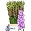 product/img.floraplaza.nl/LGLAMIL-LIVE_fotos-0x14609431F8D3725484C8E30284E53F644D64A4B5.jpg