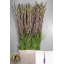product/img.floraplaza.nl/LGLAMIL-LIVE_fotos-0x712712B62EF6392F7A9CC07EF6D3177D3BA298C0.jpg