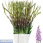 product/img.floraplaza.nl/LGLAMIL-LIVE_fotos-0x73C1228FB45E842A09F25053C792B5DF6EA8B0DD.jpg