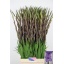 product/img.floraplaza.nl/LGLAMIL-LIVE_fotos-0x8A4B609CCAFDD07654616B76DAEA228EDE6D29EF.jpg