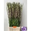 product/img.floraplaza.nl/LGLAMIL-LIVE_fotos-0xF33B2380EF2BC1077979579858AE3AD4F3FE67CB.jpg