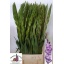 product/img.floraplaza.nl/LGLAMOJ-LIVE_fotos-0x1EA42CE0AF55BD2965655FDAEB9774D42E134439.jpg