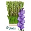 product/img.floraplaza.nl/LGLAMOJ-LIVE_fotos-0x3C8F808186432634EBE88985A591256E31ADD33B.jpg