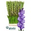 product/img.floraplaza.nl/LGLAMOJ-LIVE_fotos-0x94587A1828A8EBC9157D83E71E150199483E03F1.jpg