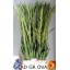 product/img.floraplaza.nl/LGLAOVA-LIVE_fotos-0x1F45530AED48BB73F4A11440025AE1EF2CF2C2FE.jpg