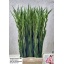 product/img.floraplaza.nl/LGLAPRI-LIVE_fotos-0xF5BDEDF22A3F995CAF2D8AD5B4DA2A9B57EFA928.jpg