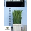 product/img.floraplaza.nl/LGLAPRIOFO-LIVE_fotos-0x2209F9DC5609FB7ECAAC1BC7503CFCA80E2EAD2A.jpg