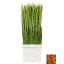 product/img.floraplaza.nl/LGLAPRIOFO-LIVE_fotos-0x3C60B936F4F4692F1B1274408E6E56AFDD81DA3D.jpg