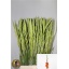 product/img.floraplaza.nl/LGLAPRIOFO-LIVE_fotos-0x58D99439C8E7EBCB07C24B6036E6BC05434AF08B.jpg