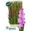 product/img.floraplaza.nl/LGLAROSE-LIVE_fotos-0xA32C9339679F52DAC8AB7FBC83FF3AA5D624153A.jpg