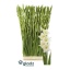 product/img.floraplaza.nl/LGLASPED-LIVE_fotos-0x0D900542476786B45959237C6BB88411B5A80838.jpg