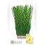 product/img.floraplaza.nl/LGLASPED-LIVE_fotos-0x5E1651B88D3876EEE35688955A04A40549C99820.jpg
