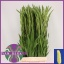 product/img.floraplaza.nl/LGLASPED-LIVE_fotos-0xE51FF1C3B89572329C0507C16696DEFCB664CE3E.jpg
