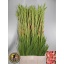 product/img.floraplaza.nl/LGLASUGB-LIVE_fotos-0x0B96FB0EE60C43D1A41A1F2CD811FCB747EAD3CE.jpg