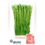product/img.floraplaza.nl/LGLASUGB-LIVE_fotos-0x40B3862DBF2207101D92AF0DC71BF81A515EB94C.jpg