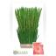 product/img.floraplaza.nl/LGLASUGB-LIVE_fotos-0xC2FFAE4A15CA2C6F64035FA06AF3335131867A61.jpg