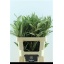 product/img.floraplaza.nl/LGREIVAB5-LIVE_fotos-0xADE1BD4FE700AB1D7D0FC73798492DF66C4A13DF.jpg