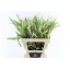 product/img.floraplaza.nl/LGREIVAB5-LIVE_fotos-0xFD87EE51B78E4D1617BACC6C3710B17F575CD593.jpg