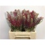 product/img.floraplaza.nl/LGREMISR4-LIVE_fotos-0x0F816F99B7612A054373092B539A7F6D4CC8B6A1.jpg