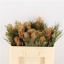 product/img.floraplaza.nl/LGREPINW5-LIVE_fotos-0xEF0720F7E248EE25B7C678E2D52713E3BF306898.jpg
