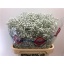 product/img.floraplaza.nl/LGYPHOR-LIVE_fotos-0x2C83EE45090C1CA7AAC007E21BCC2DC3160C66DF.jpg