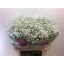 product/img.floraplaza.nl/LGYPHOR-LIVE_fotos-0x2DDEC8BC24D3014116E60BD84EEAAD93E5FC3A03.jpg