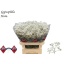 product/img.floraplaza.nl/LGYPHOR-LIVE_fotos-0xD396C525D4CE589226D0042936EF79AE1B3E0020.jpg
