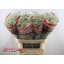 product/img.floraplaza.nl/LGYPMILS-LIVE_fotos-0x06934A2AB4A60D525640D6008BF627BA640B5AE9.jpg