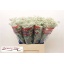 product/img.floraplaza.nl/LGYPMILS-LIVE_fotos-0x0F3A92752C26CB14C76E0049EEEB8DCBB1527CEE.jpg