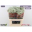 product/img.floraplaza.nl/LGYPMILS-LIVE_fotos-0x4BAF63D19D153EE4055418853186D7C48C18D4D7.jpg